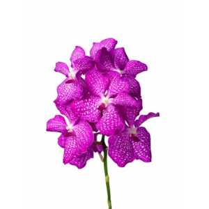 Vanda Pink Magic