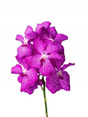 Vanda Pink Magic