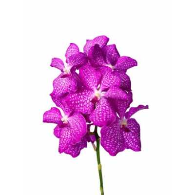 Vanda Pink Magic