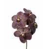 Vanda Su Chocolate Brown