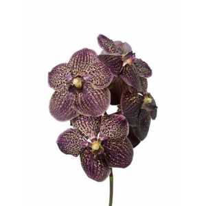 Vanda Su Chocolate Brown