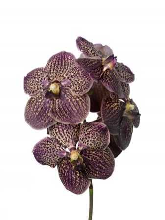 Vanda Su Chocolate Brown