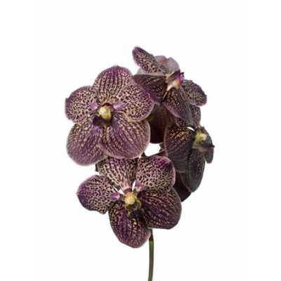 Vanda Su Chocolate Brown