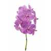 Vanda Su Pink Sprinkler