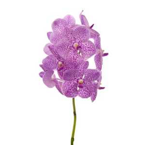 Vanda Su Pink Sprinkler