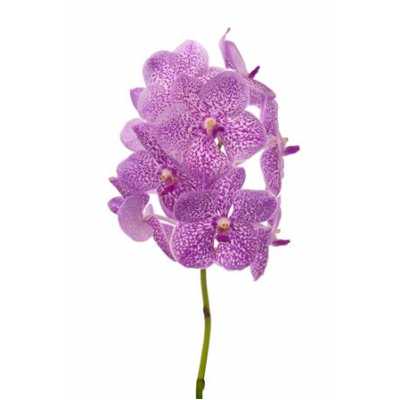 Vanda Su Pink Sprinkler