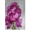 Vanda Su Ruby Pink