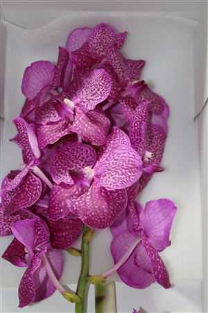 Vanda Su Ruby Pink
