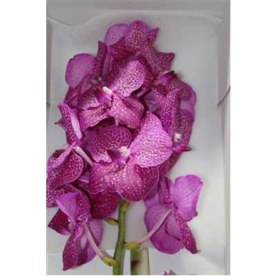 Vanda Su Ruby Pink