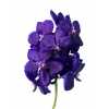 Vanda Tayanee Bleu