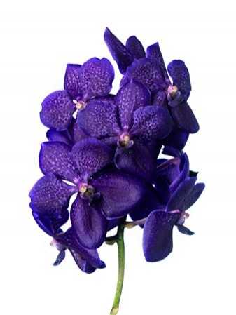 Vanda Tayanee Bleu