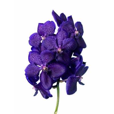 Vanda Tayanee Bleu
