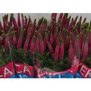 Veronica Artist Pink X 25