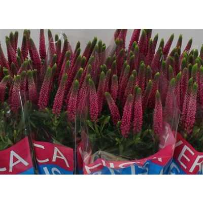 Veronica Artist Pink X 25