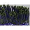 Veronica Smart Navy Blue