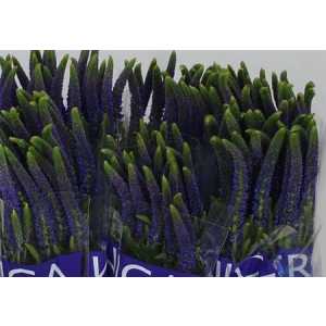 Veronica Smart Navy Blue