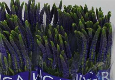 Veronica Smart Navy Blue