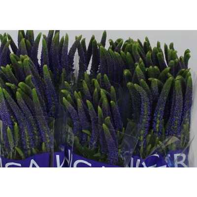 Veronica Smart Navy Blue