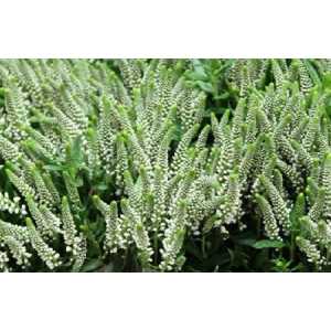 Veronica Spray Caya