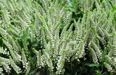 Veronica Spray Caya
