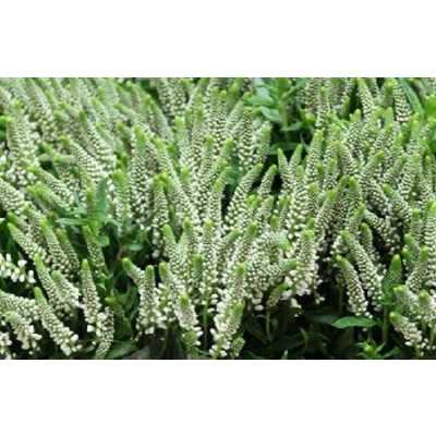 Veronica Spray Caya