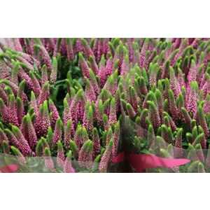 Veronica Spray Iselle