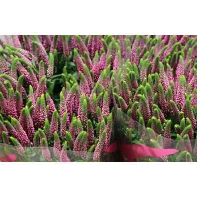 Veronica Spray Iselle