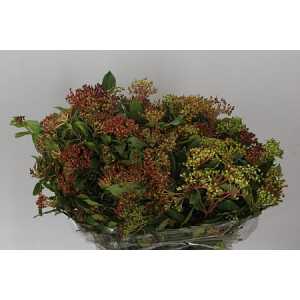 Viburnum Berries