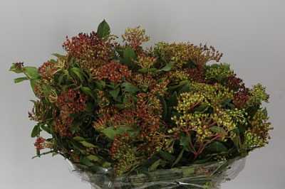 Viburnum Berries