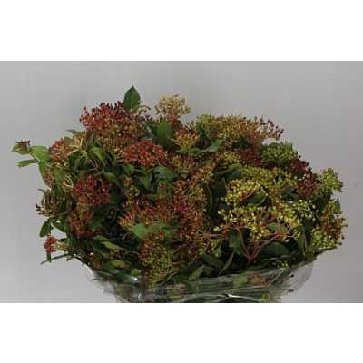 Viburnum Berries