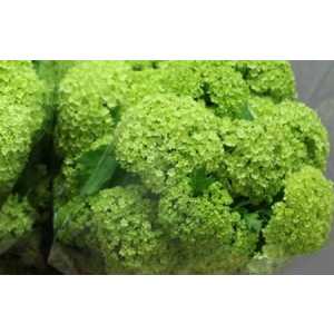 Viburnum Sneeuwbal