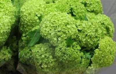 Viburnum Sneeuwbal
