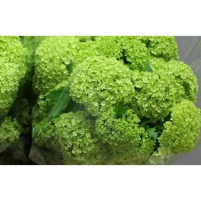 Viburnum Sneeuwbal