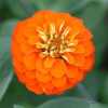 Zinnia Orange