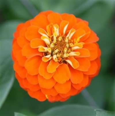 Zinnia Orange