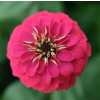 Zinnia Pink