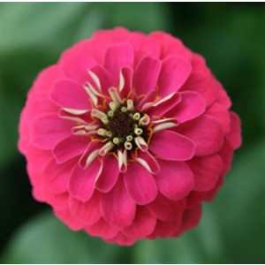 Zinnia Pink