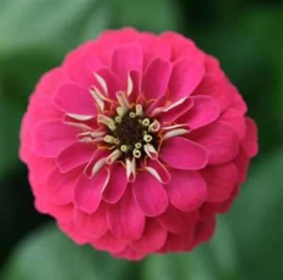 Zinnia Pink