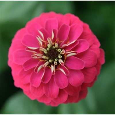Zinnia Pink