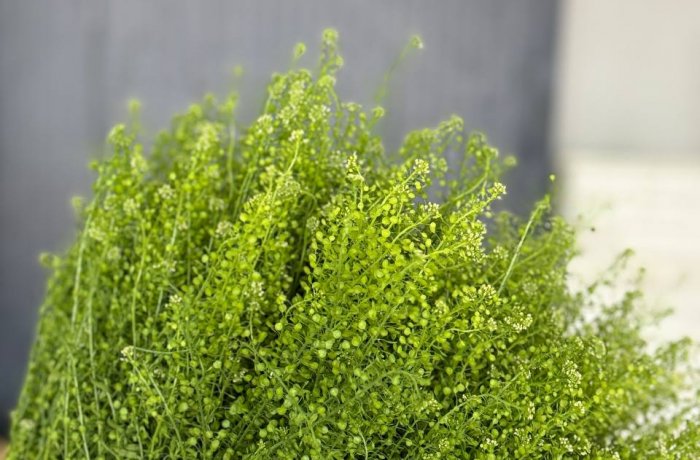 Свежая поставка цветов и зелени на склад Florbiz — 07 мая 2025