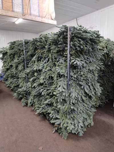 Ветки пихты Нобилис (Лапник)