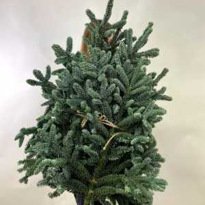 Ветки пихты Нобилис (Лапник)