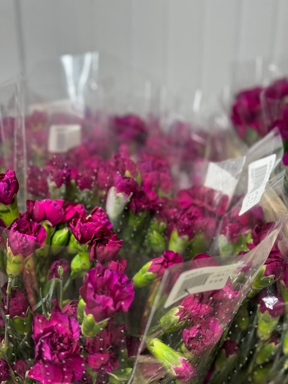 Роза Эквадор оптом — свежая поставка | Florbiz.by