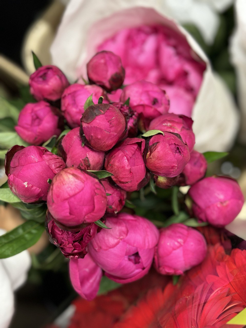 Новая поставка цветов 12 июня | Florbiz.by Новая поставка цветов 12 июня | Florbiz.by