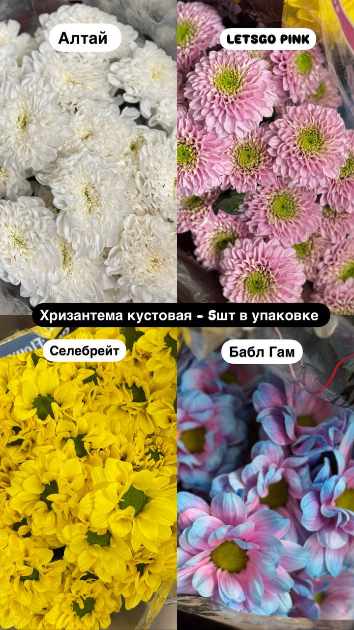 Роза Эквадор (BIF) 25 шт за 3,81 BYN – остатки цветов с доставкой по Беларуси, актуально на 14 августа 2025