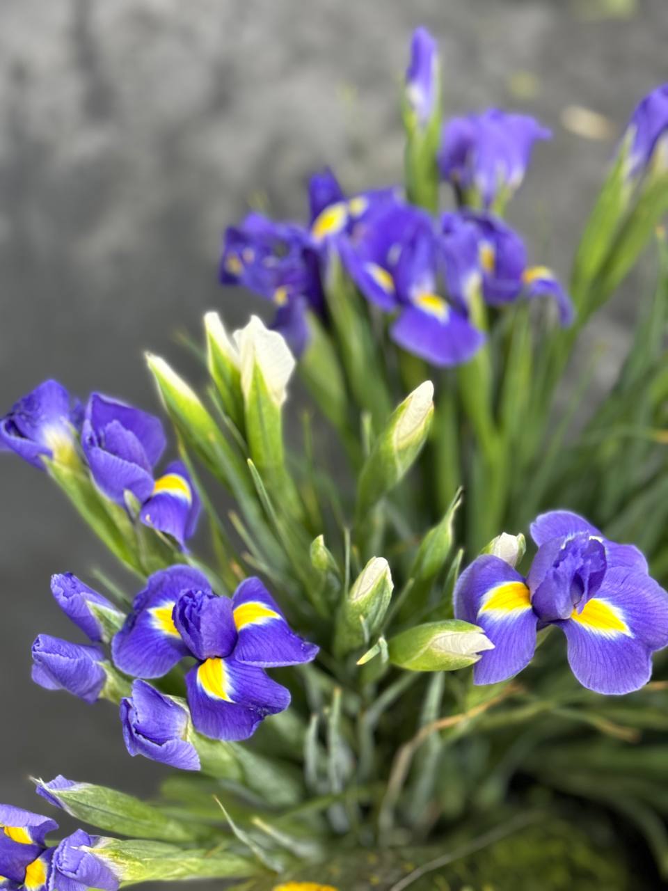 Новая партия срезанных цветов со склада | Florbiz.by Новая партия цветов оптом – 18.06.2025 | Florbiz.by