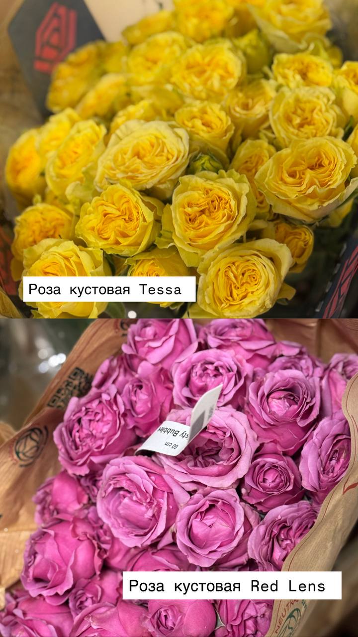 Хризантемы оптом на Florbiz.by