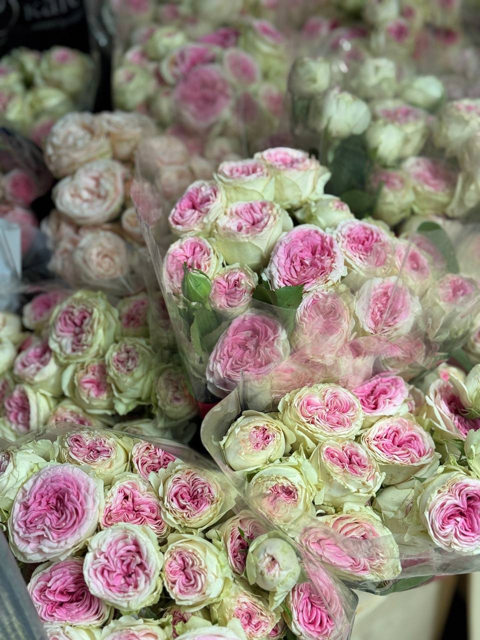 Хризантемы и розы — остатки Florbiz, свежие цветы на 25 сентября 2025