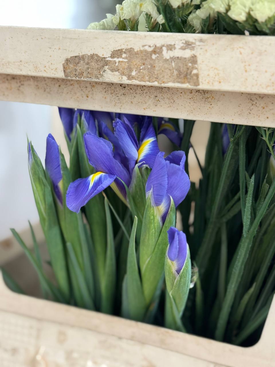 Статица и розы — остатки Florbiz, актуально 25 сентября 2025