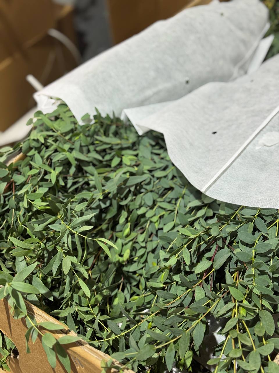 Хризантемы оптом на Florbiz.by Хризантемы оптом на Florbiz.by